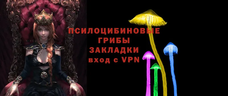 купить   Мыски  Галлюциногенные грибы Psilocybe 